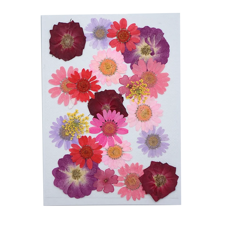Resnično Pritisnjen Posušeno Cvetje Listi za DIY Epoksi Smolo Nakit Umetnosti Obrti Zaznamek Mešani bloemen Kartico Dekoracijo