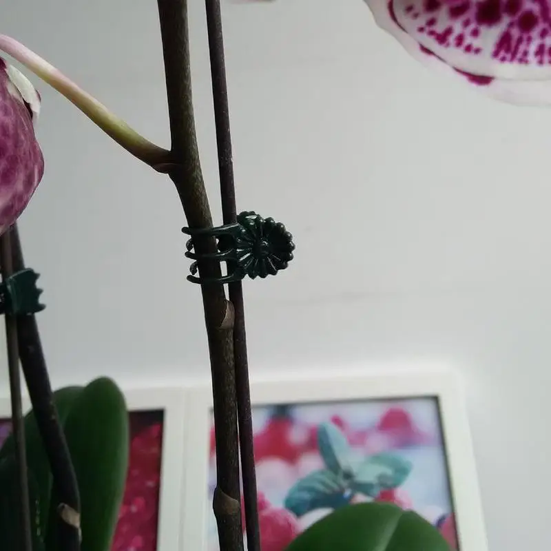 1/10/20Pcs Trte Plastične objemke Visi Izhaja Dekoracijo Orhideja Stebel Fix Cvet, ki Raste Pokončno Cepljenje Orodje Vrt Rastlin Podporo