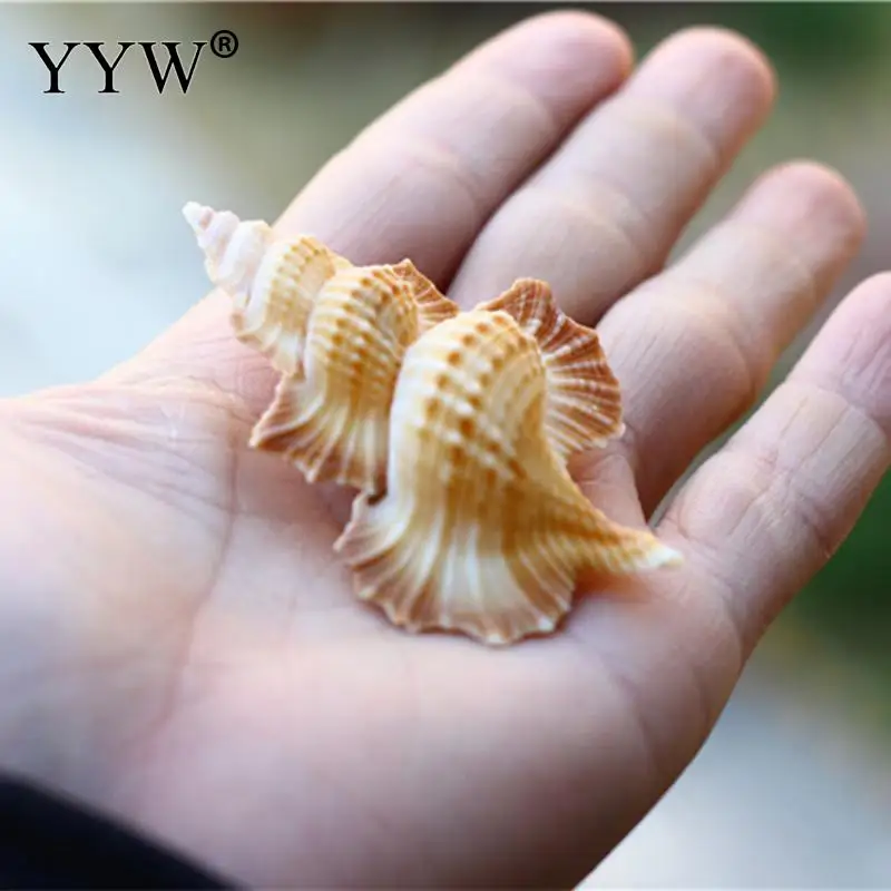 Naravni Conch Lupini Ravno Mandarin Krilo Polž Vzorcu Fish Tank Krajinsko Darilo Dekoracijo Naravnih Lupini Dekoracijo Darilo