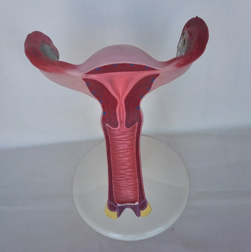 Model Maternice, 1,5 X Življenja Velikost Anatomiji Spolovil, O Načrtovanju Družine in Medicinske Anatomija Model