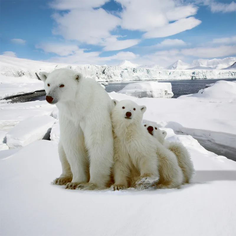 Debelo Lep Polarni Medved, Oče, Mama in Baby Tiskanja Postelja Kritje Nastavite Živali, Posteljnino Določa Eno Dvojno Otrok Odraslih Kralj rjuhe