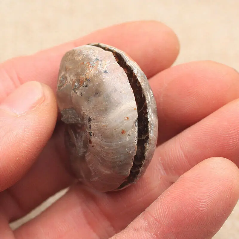 Pol Cut Naravnih Ammonite Lupini Fosilnih Zdravilne Mineralne Vzorcu Reiki Zbirka