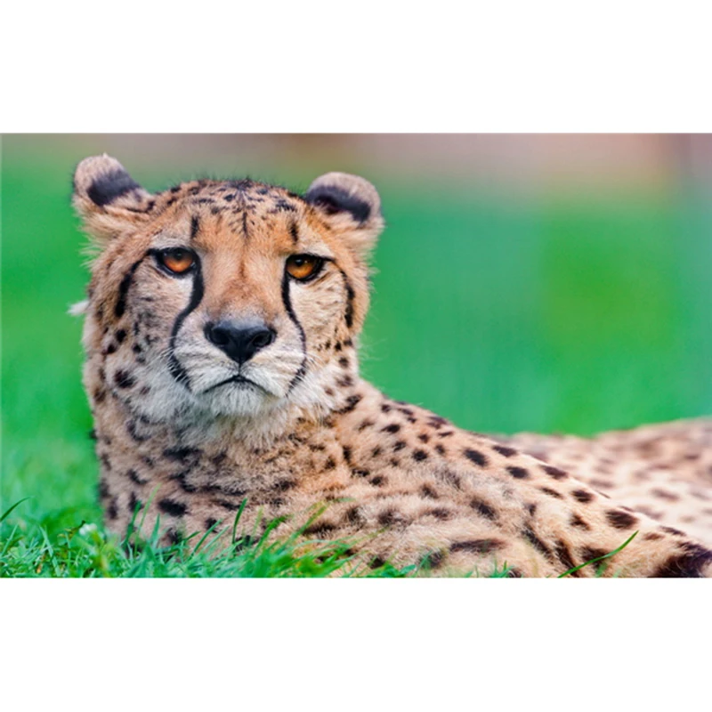 2016 Nove Slike Smolo Živali kvadratnih Vroče Prodaje Leopard Šteje Šiv Diamond Vezeni Kit Natisnjeni Križ Vezenje A7385R