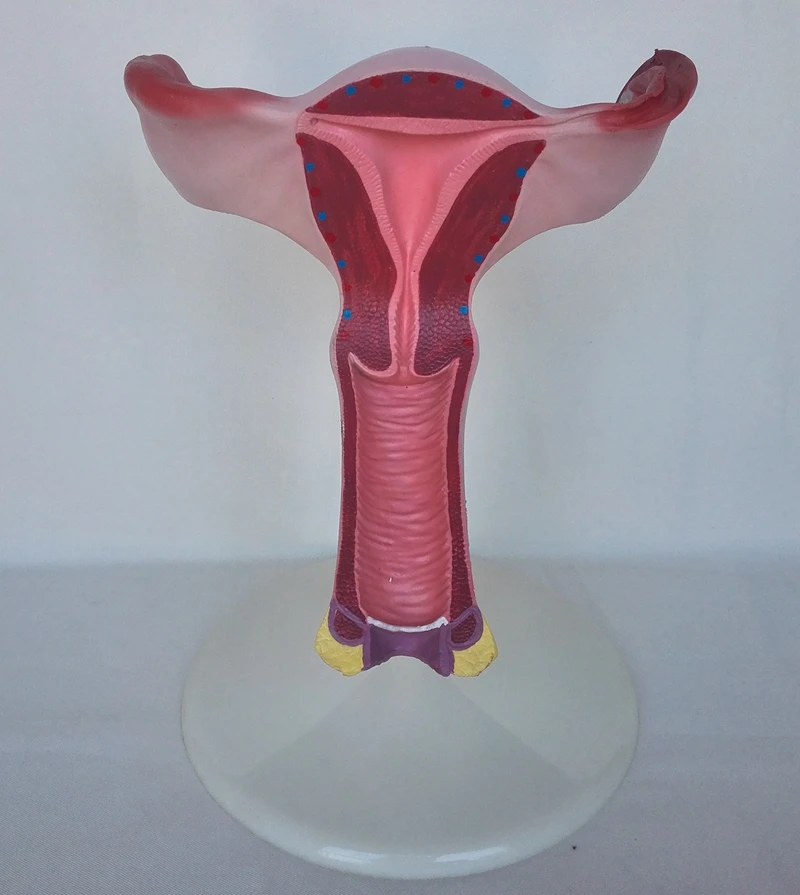 Model Maternice, 1,5 X Življenja Velikost Anatomiji Spolovil, O Načrtovanju Družine in Medicinske Anatomija Model
