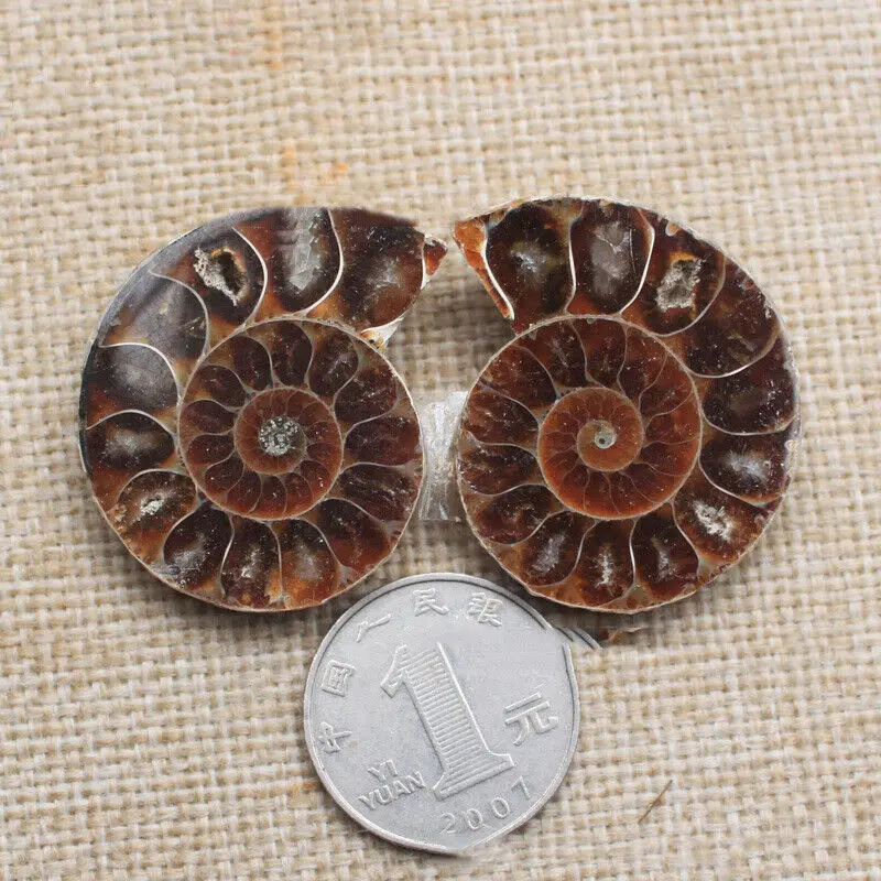 Pol Cut Naravnih Ammonite Lupini Fosilnih Zdravilne Mineralne Vzorcu Reiki Zbirka