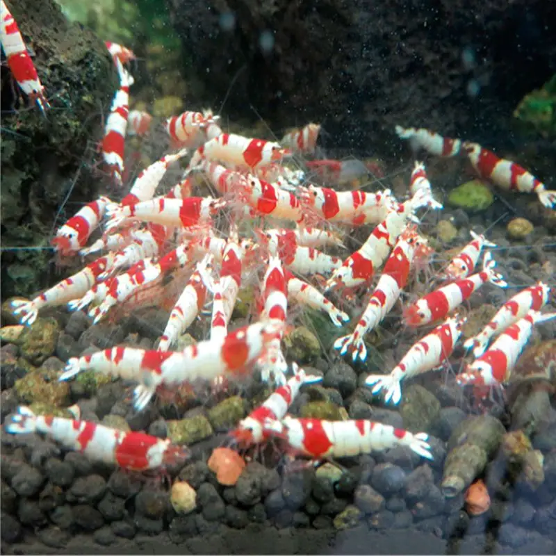 Ribe S Hrano Kristalno Kozice Aquarium Fish Tank Ribe Pšenice Steblo Bakterij, Vitaminov Prehrani Dobro Za Pridelavo 1 Vrečko