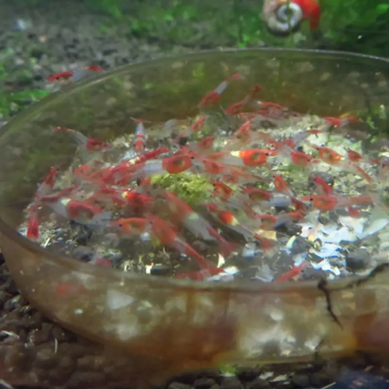 Akvarij Ribe Krmnih Kristalno Kozice Hranjenje Vir Naravne Alge Ribe s Hrano E15B