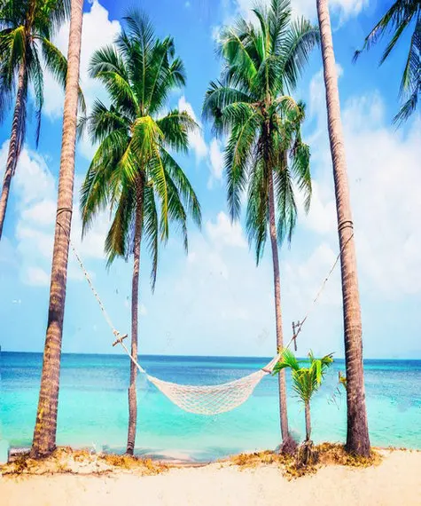Drevo palme, Morje, Plaža, Počitnice Tropskih foto ozadje Visoke kakovosti Računalnik tiskanje poročne fotografije okolij