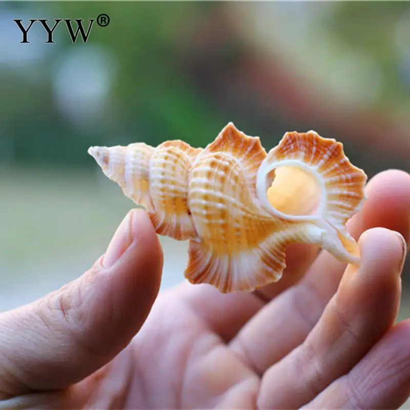 Naravni Conch Lupini Ravno Mandarin Krilo Polž Vzorcu Fish Tank Krajinsko Darilo Dekoracijo Naravnih Lupini Dekoracijo Darilo