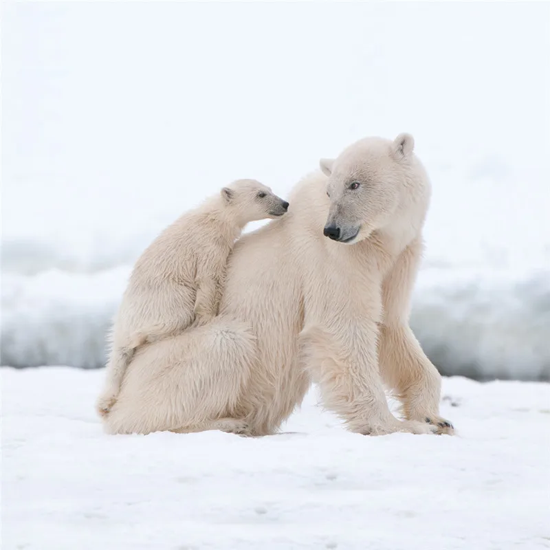 Debelo Lep Polarni Medved, Oče, Mama in Baby Tiskanja Postelja Kritje Nastavite Živali, Posteljnino Določa Eno Dvojno Otrok Odraslih Kralj rjuhe